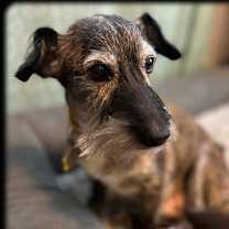 Thumbnail photo of Henry #4