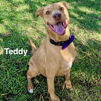 Thumbnail photo of Teddy #1