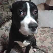 Thumbnail photo of Hank #1
