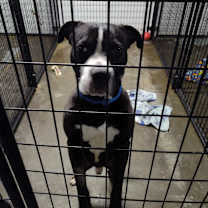 Thumbnail photo of Hank #3