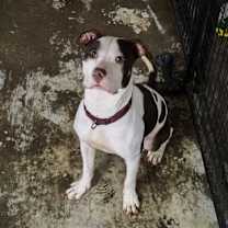 Thumbnail photo of Zoey #2