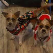 Thumbnail photo of Kenny and Danny BONDED BROTHERS #1