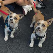 Thumbnail photo of Kenny and Danny BONDED BROTHERS #2