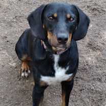 Thumbnail photo of Gunner from TEXAS #2