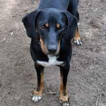 Thumbnail photo of Gunner from TEXAS #3