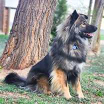 Thumbnail photo of Smokie #3