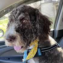 Thumbnail photo of Max / Monsieur LeFloof #1