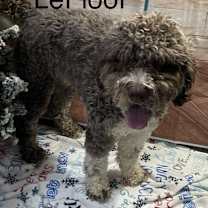 Thumbnail photo of Max / Monsieur LeFloof #2