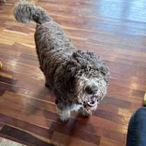 Thumbnail photo of Max / Monsieur LeFloof #3