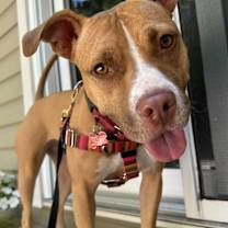 Thumbnail photo of Butters - Pocket Pitty #2