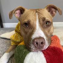 Thumbnail photo of Butters - Pocket Pitty #3