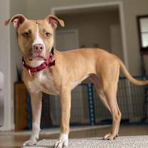 Thumbnail photo of Butters - Pocket Pitty #4