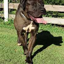 Thumbnail photo of Desmond #1
