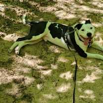 Thumbnail photo of 🤠 “Yeehaw” #2