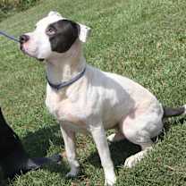Thumbnail photo of Kenny (Neutered) #1
