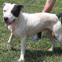 Thumbnail photo of Kenny (Neutered) #2