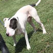 Thumbnail photo of Kenny (Neutered) #3