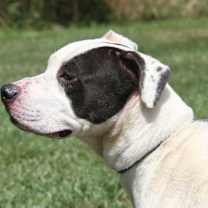 Thumbnail photo of Kenny (Neutered) #4