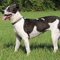 Thumbnail photo of Capri #2