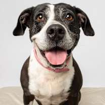 Thumbnail photo of Daisy #2