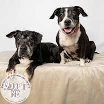 Thumbnail photo of Daisy #3