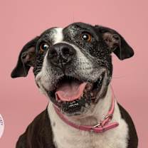 Thumbnail photo of Daisy #4