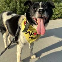 Thumbnail photo of Moonshine aka Moonie #3