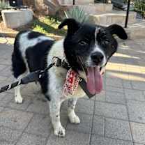 Thumbnail photo of Moonshine aka Moonie #4