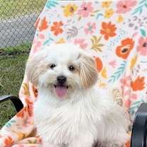 Thumbnail photo of Toodles #1