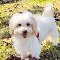 Thumbnail photo of Toodles #2