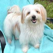 Thumbnail photo of Toodles #3