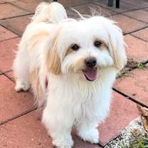 Thumbnail photo of Toodles #4