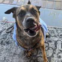 adopt-pet