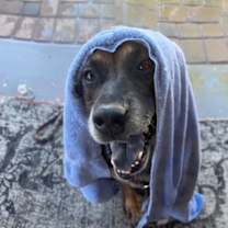 Thumbnail photo of Rosco #3