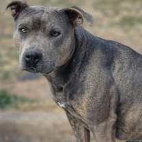 Thumbnail photo of Macy Grey #3