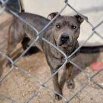 Thumbnail photo of Macy Grey #4