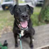 Thumbnail photo of Bagheera #1
