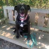 Thumbnail photo of Bagheera #2