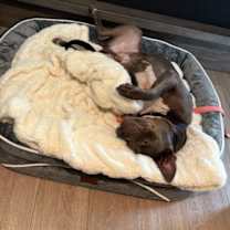 Thumbnail photo of Glen - Adopt Me! #2