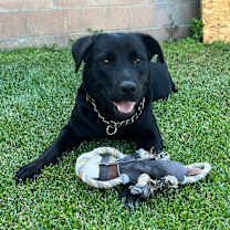 Thumbnail photo of Ronin #3