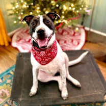 Thumbnail photo of Birdie (TN) #1