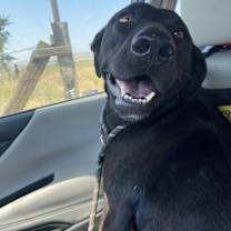 Thumbnail photo of Shadow #3