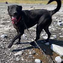 Thumbnail photo of Boo #1