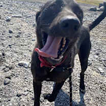 Thumbnail photo of Boo #2