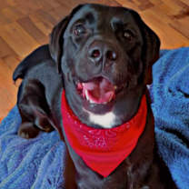 Thumbnail photo of Rex #1