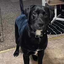Thumbnail photo of Rex #2