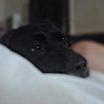 Thumbnail photo of Rex #3
