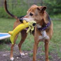 Thumbnail photo of Jelly Bean #2