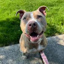 Thumbnail photo of Brooklyn-ADOPTED! #2