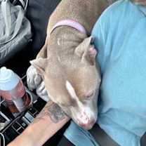 Thumbnail photo of Brooklyn-ADOPTED! #3